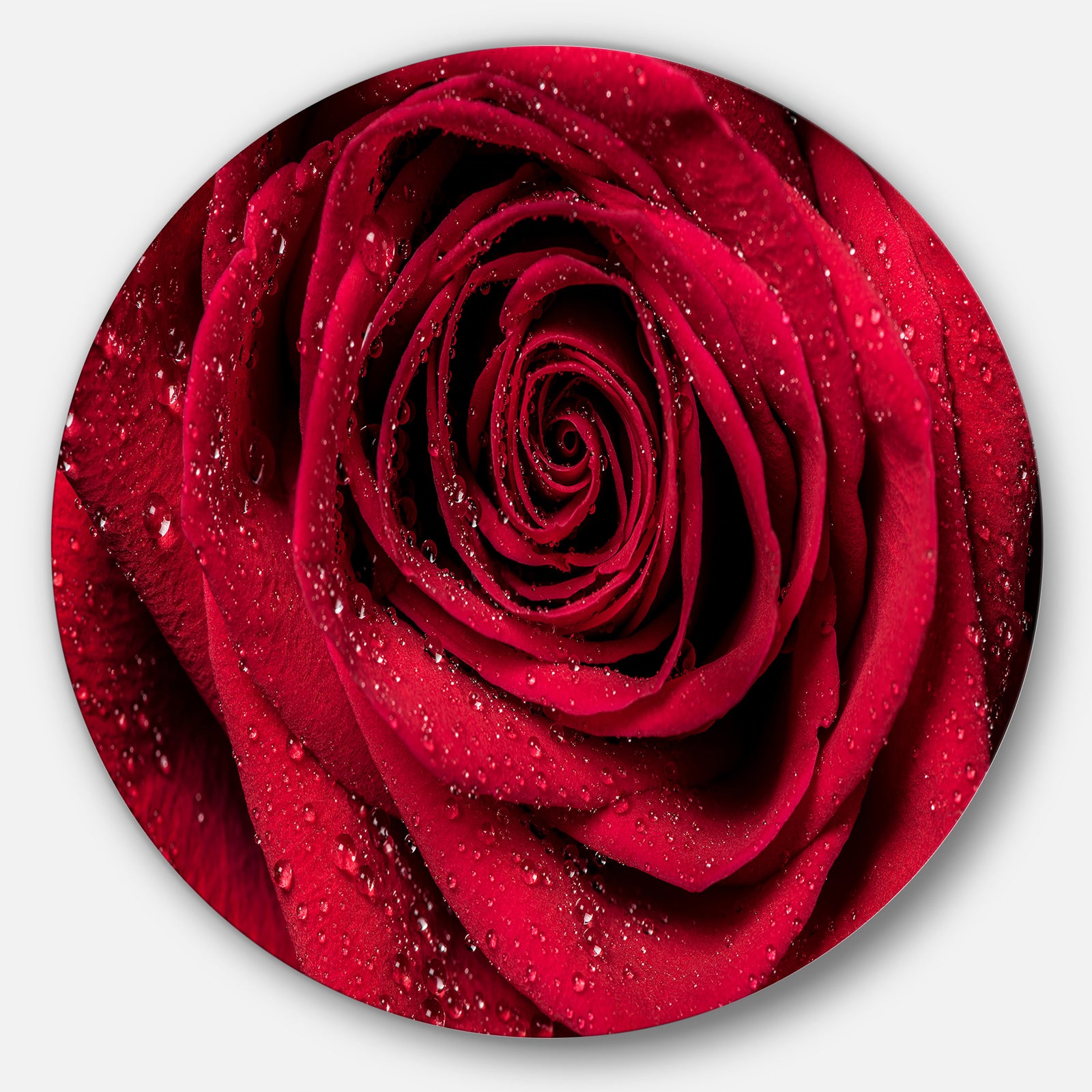 Red Rose Petals with Rain Droplets - Floral Circle Metal Wall Art