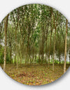 Rubber Tree Plantation during Midday - Landscape Circle Wall Art