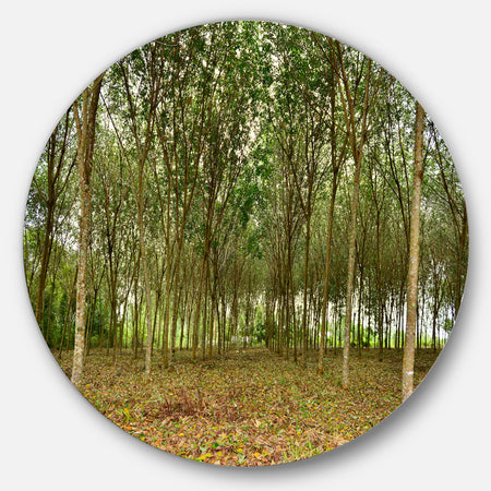 Rubber Tree Plantation during Midday - Landscape Circle Wall Art