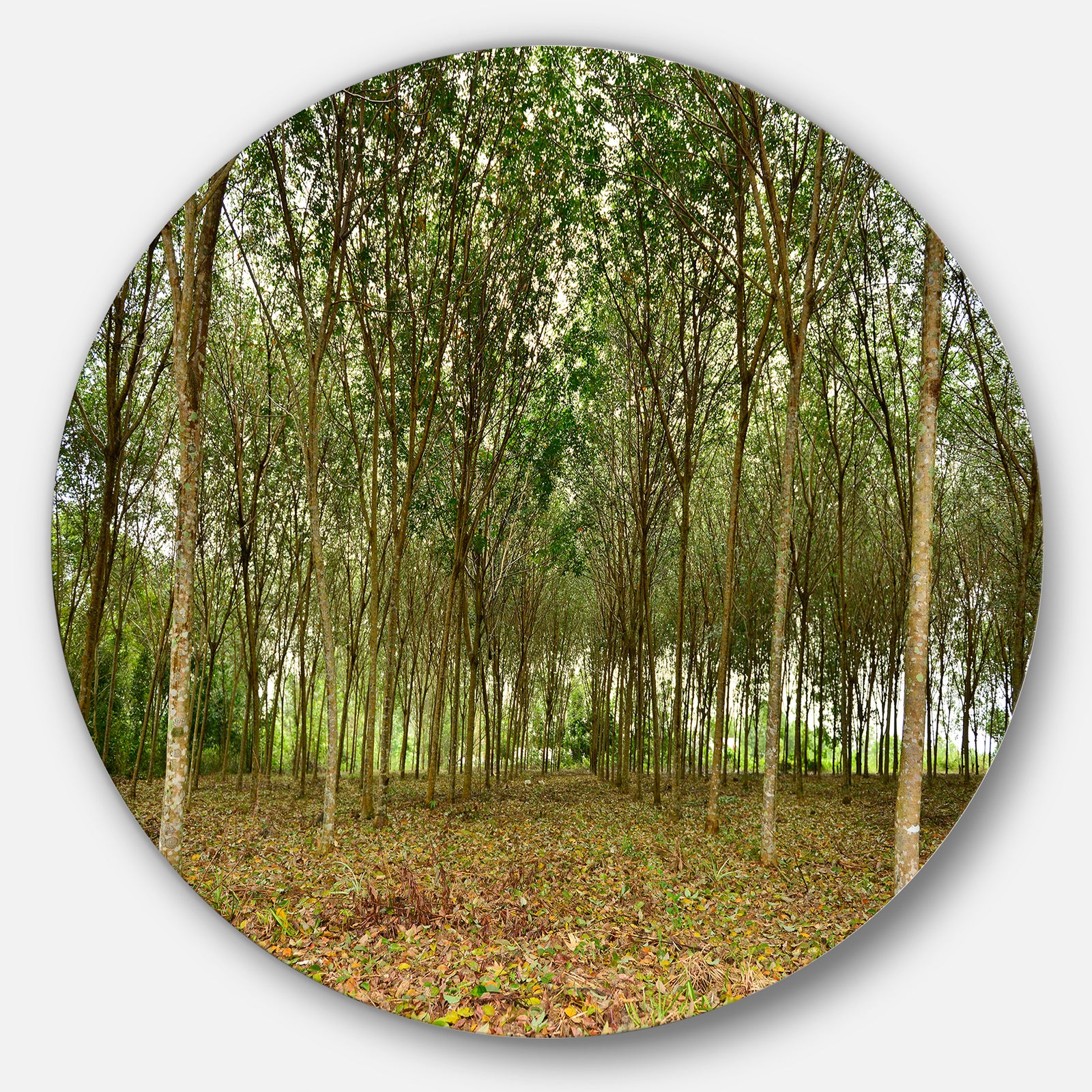 Rubber Tree Plantation during Midday - Landscape Circle Wall Art