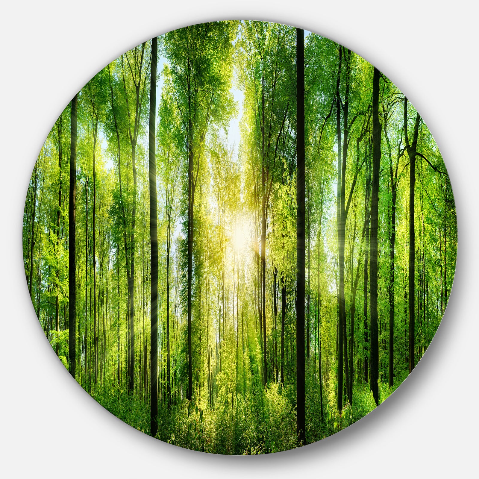 Forest with Rays of Sun Panorama - Landscape Disc Metal Wall Art