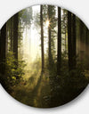 Early Morning Sun in Misty Forest - Landscape Photo Round Metal Wall Art