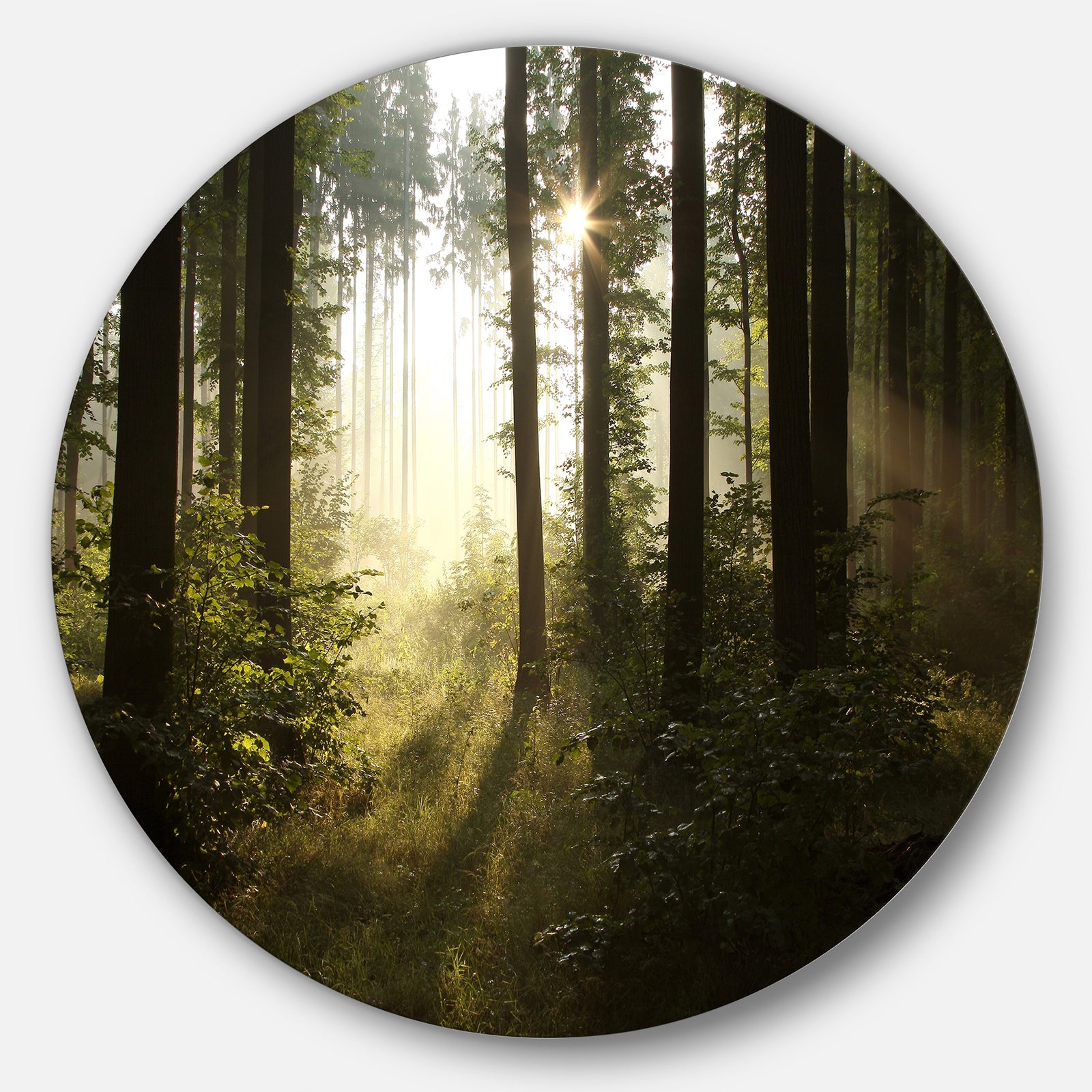 Early Morning Sun in Misty Forest - Landscape Photo Round Metal Wall Art