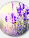 Purple Lavender Field - Floral Photography Disc Metal Wall Art
