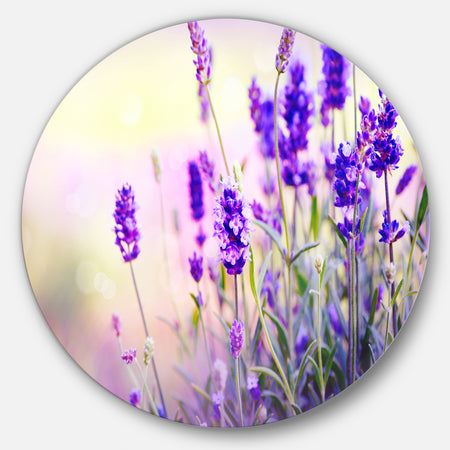 Purple Lavender Field - Floral Photography Disc Metal Wall Art