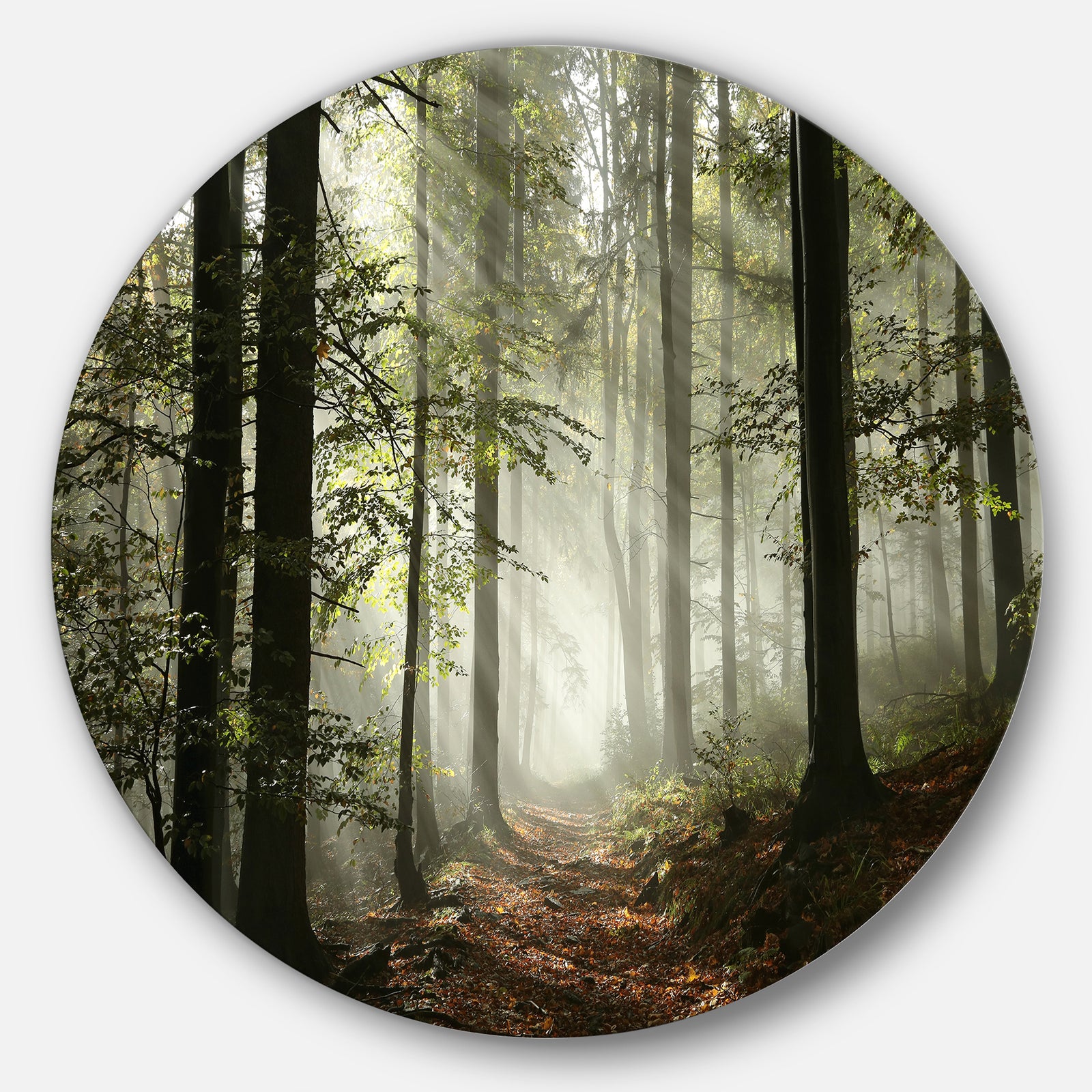 Light in Dense Fall Forest with Fog - Landscape Large Circle Metal Wall art