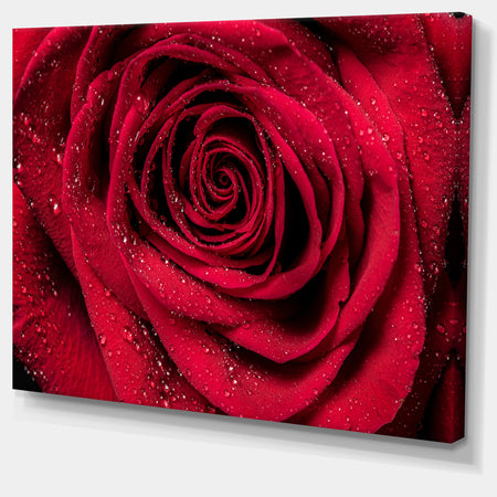 Red Rose Petals with Rain Droplets - Floral Canvas Art Print
