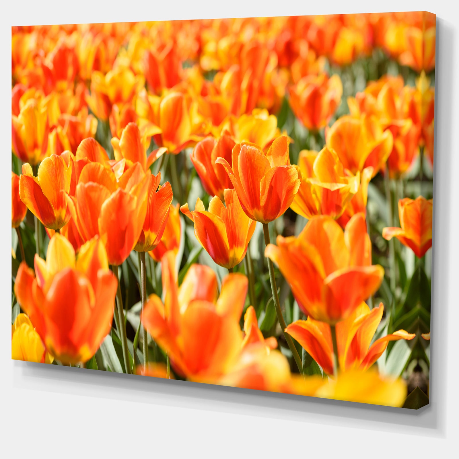 Fresh Tulip Flowers on Sunny Day - Floral Canvas Art Print