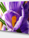 Blooming Crocus Flower - Large Floral Wall Art Canvas