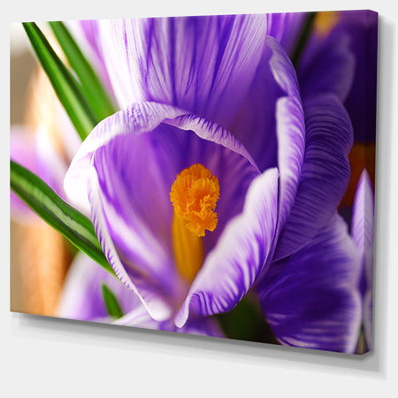 Blooming Crocus Flower - Large Floral Wall Art Canvas