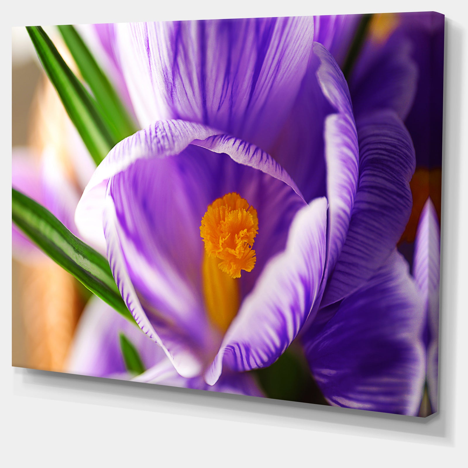 Blooming Crocus Flower - Large Floral Wall Art Canvas
