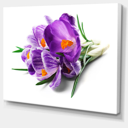Bunch of Blooming Crocus Flowers - Large Floral Wall Art Canvas