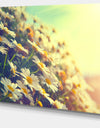 Nature with Blooming Chamomiles - Large Floral Wall Art Canvas