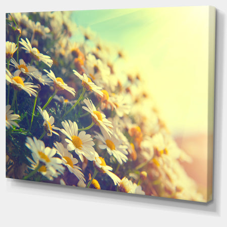Nature with Blooming Chamomiles - Large Floral Wall Art Canvas