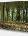 Dense Rubber Tree Plantation - Landscape Art Print Canvas
