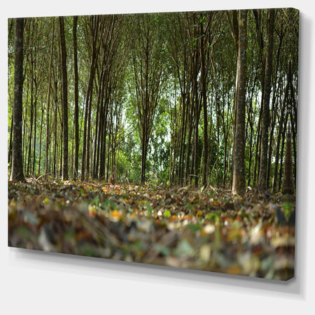Dense Rubber Tree Plantation - Landscape Art Print Canvas