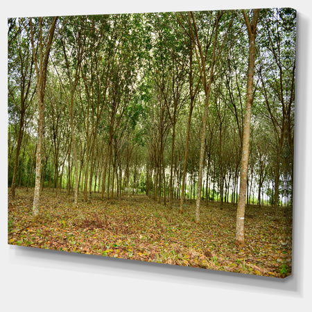 Rubber Tree Plantation during Midday - Landscape Art Print Canvas