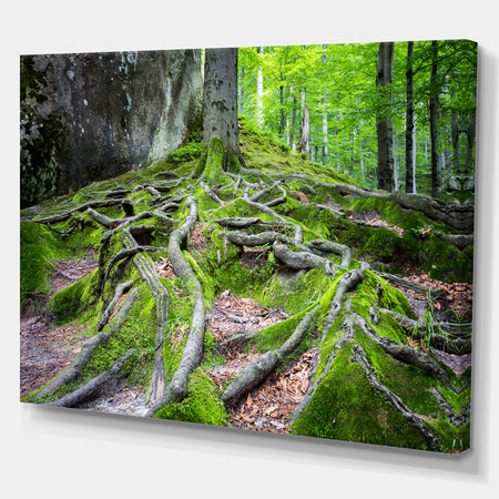 Deep Moss Forest in Ukraine - Landscape Art Print Canvas