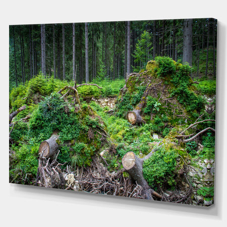 Wild Deep Forest Rocks and Hills - Landscape Art Print Canvas