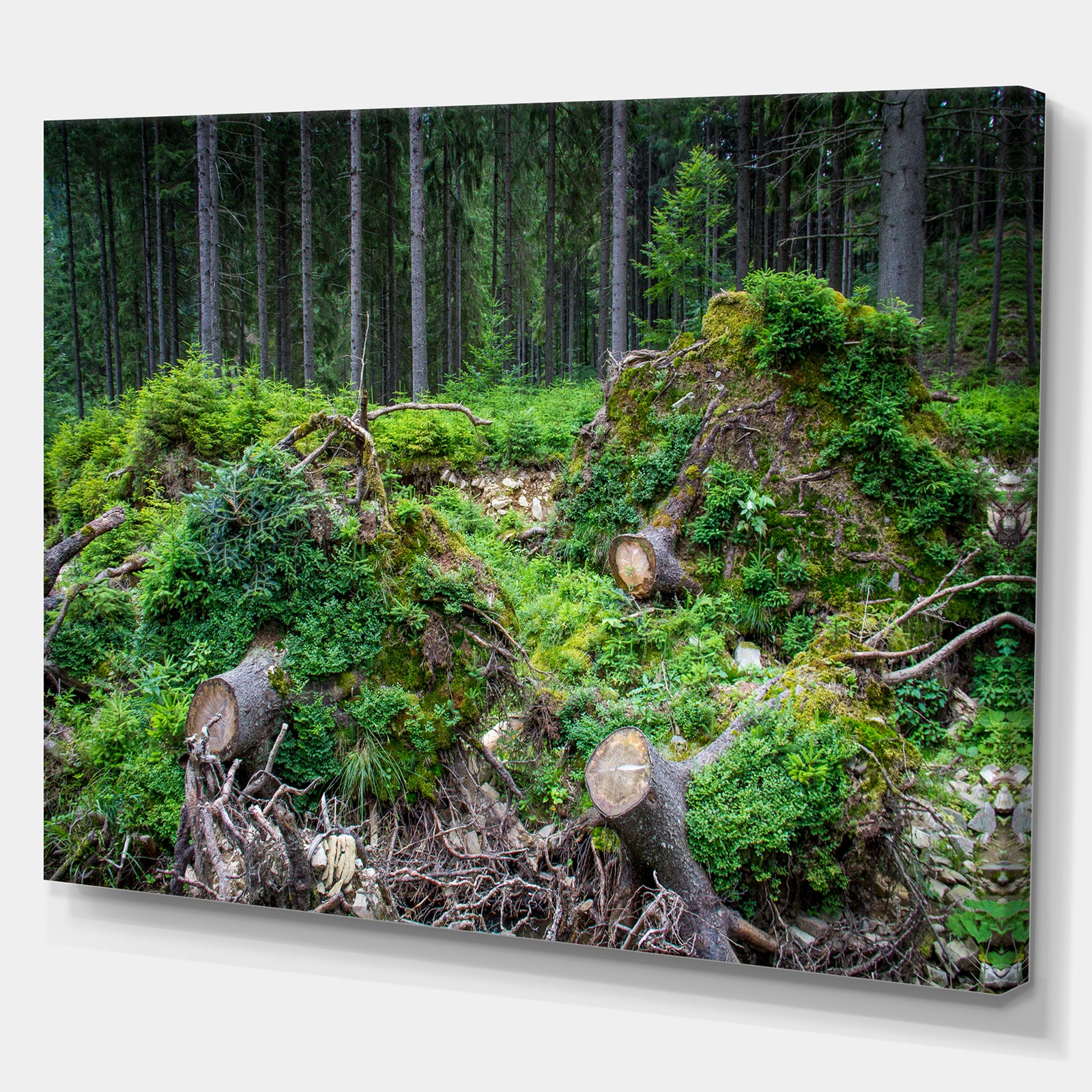 Wild Deep Forest Rocks and Hills - Landscape Art Print Canvas