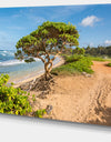 Green Tree on Beach in Kauai Hawaii - Contemporary Seascape Art Canvas