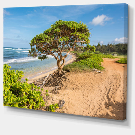 Green Tree on Beach in Kauai Hawaii - Contemporary Seascape Art Canvas
