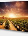 Vineyard with Stormy Sunset - Extra Large Wall Art Landscape