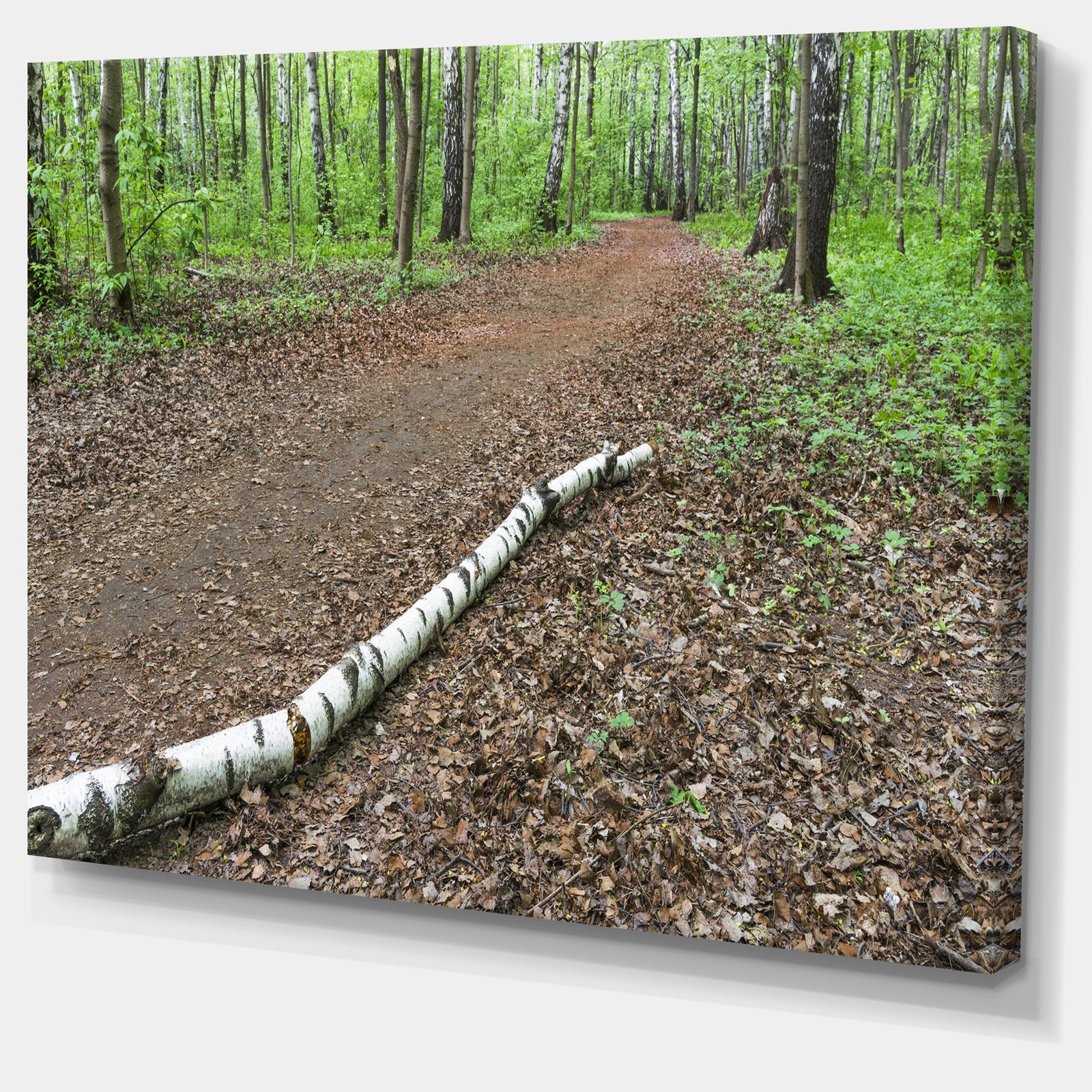 Trunk of Birch on the Track - Contemporary Landscape Canvas Art