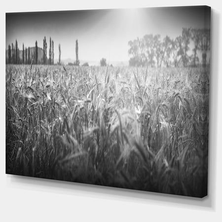 Black and White Wheat Field - Landscape Wall Art Canvas Print