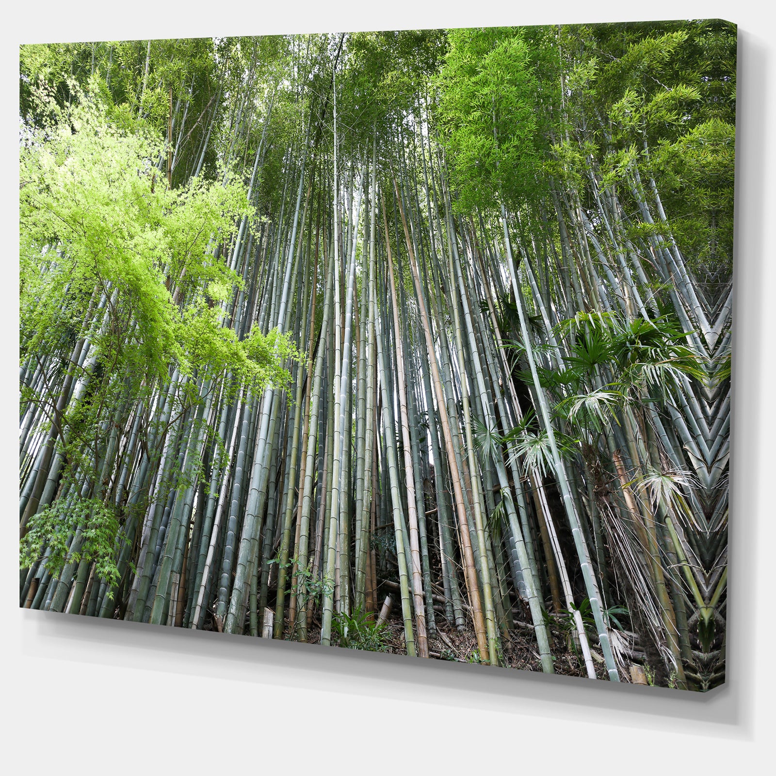 Dense Bamboo Forest of Japan - Forest Canvas Wall Art Print