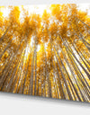 Autumn Bamboo Grove in Yellow - Oversized Forest Canvas Artwork