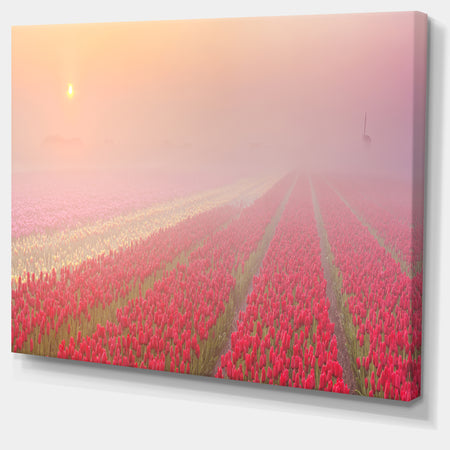 Sunrise over Rows of Tulips - Landscape Wall Art Canvas Print