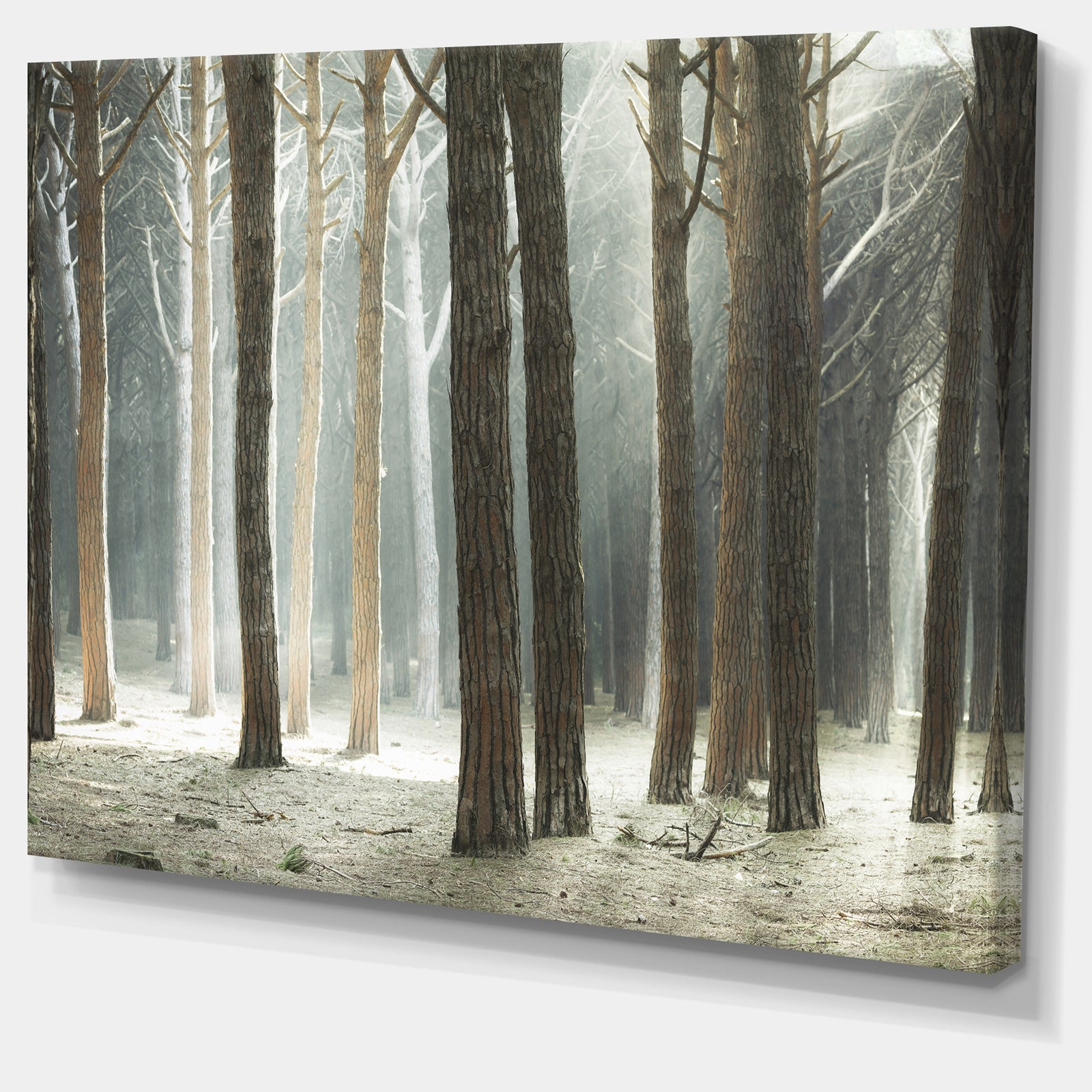 Maritime Pine Tree Forest with Rays - Oversized Forest Canvas Art