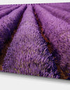 Endless Rows of Lavender Field - Oversized Landscape Wall Art Print