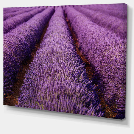 Endless Rows of Lavender Field - Oversized Landscape Wall Art Print