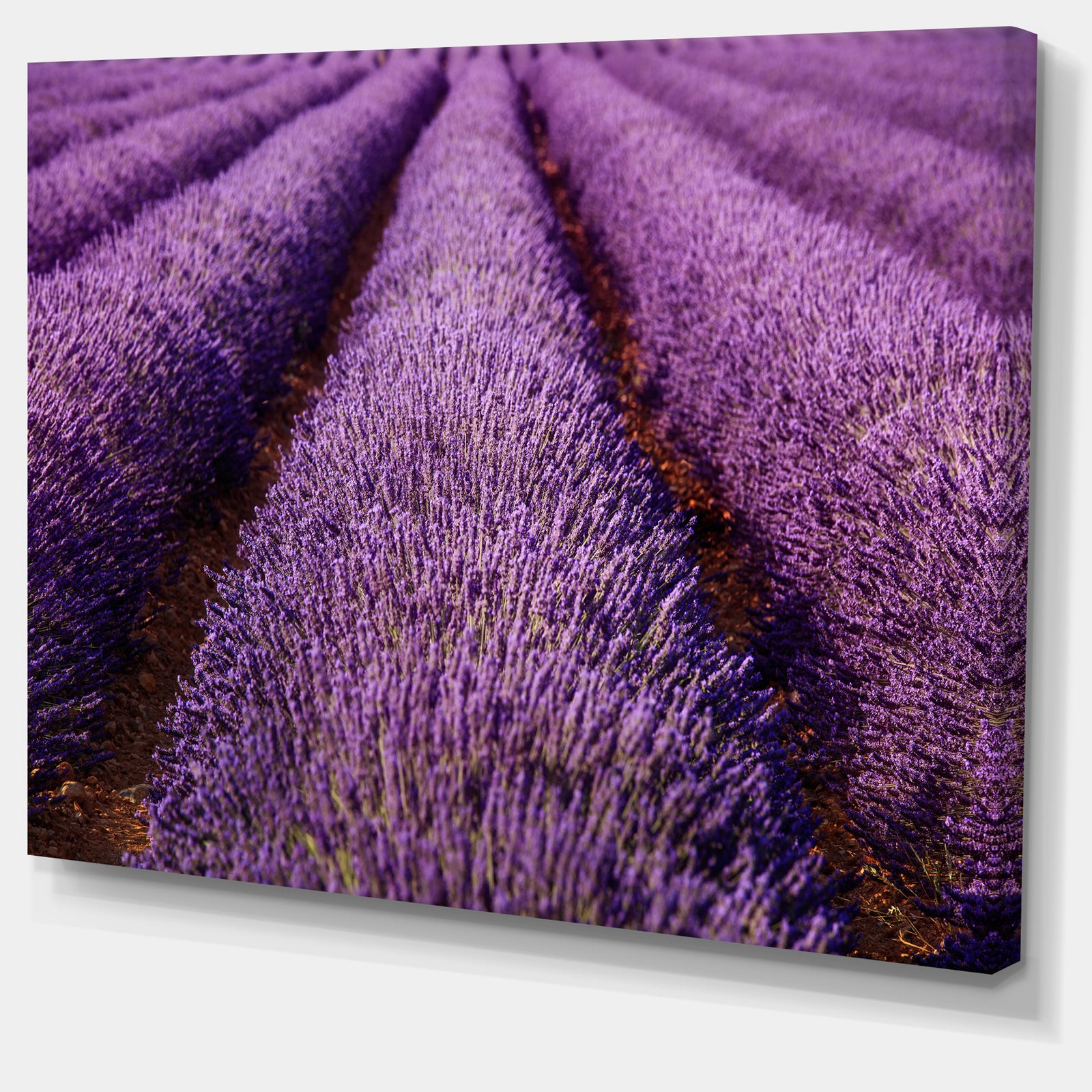 Endless Rows of Lavender Field - Oversized Landscape Wall Art Print