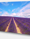 Blooming Lavender Flower Field - Oversized Landscape Wall Art Print