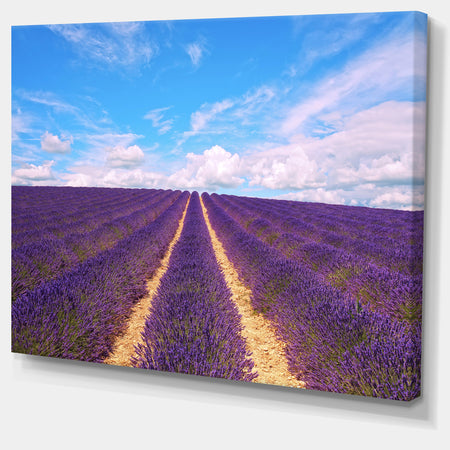 Blooming Lavender Flower Field - Oversized Landscape Wall Art Print