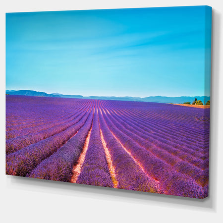 Lavender Flowers and Clear Sky - Oversized Landscape Wall Art Print