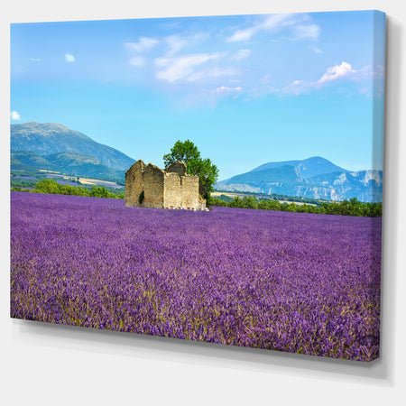 Old House and Tree in Lavender Field - Oversized Landscape Wall Art Print