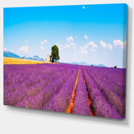 Remote House and Tree in Lavender Field - Oversized Landscape Wall Art Print