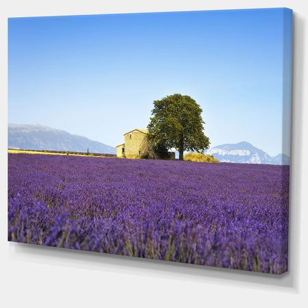 Lavender Flowers Blooming Field - Oversized Landscape Wall Art Print