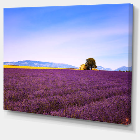 Lavender Flowers with Old House - Oversized Landscape Wall Art Print