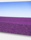 Lavender Flowers with Blue Horizon - Oversized Landscape Wall Art Print