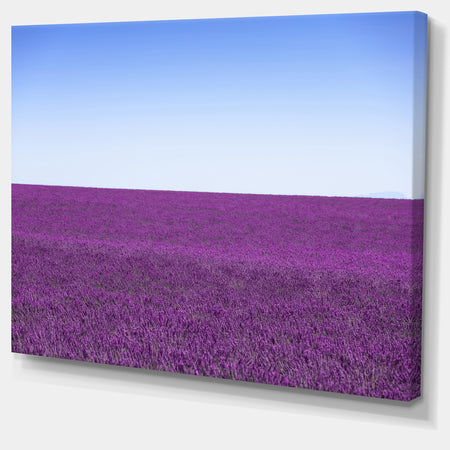 Lavender Flowers with Blue Horizon - Oversized Landscape Wall Art Print