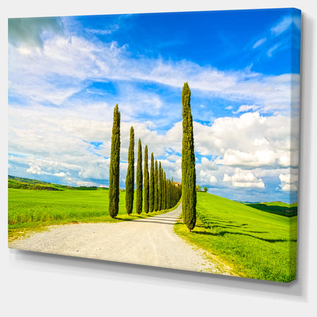 White Road through Cypress Trees - Oversized Landscape Wall Art Print