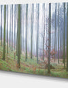 Autumn Tree Trunks Panorama - Oversized Forest Canvas Artwork