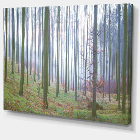 Autumn Tree Trunks Panorama - Oversized Forest Canvas Artwork