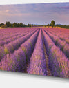 Lavender Flower Rows in France - Landscape Art Canvas Print