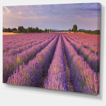 Lavender Flower Rows in France - Landscape Art Canvas Print